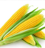  corn germ