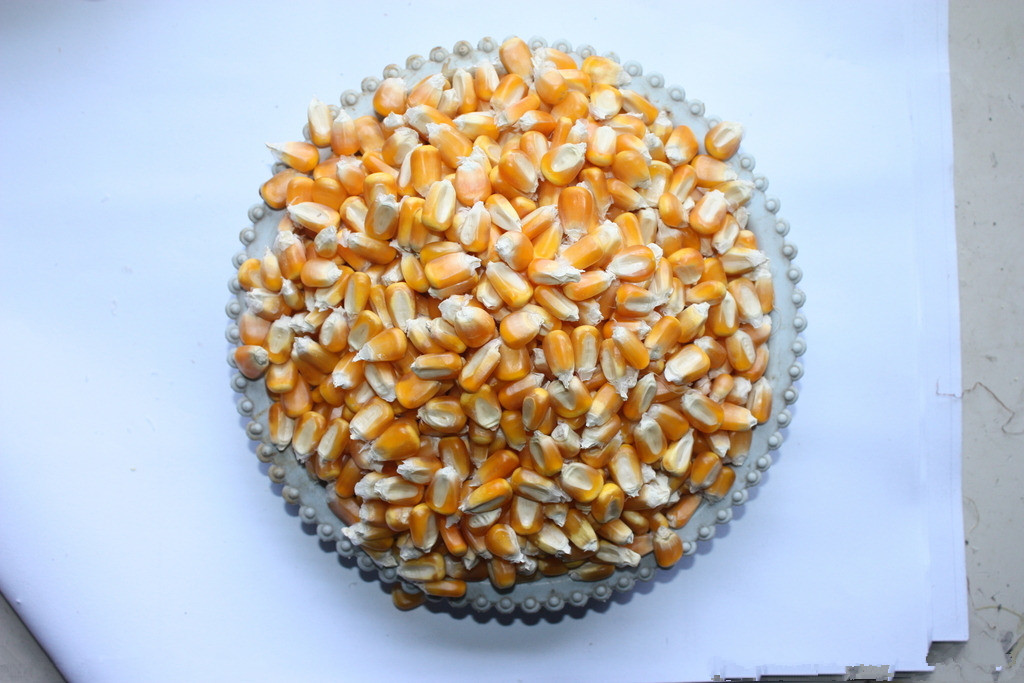 maize seed
