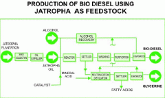 Biodiesel production from jatropha