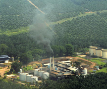 Benefits of establishing oil plant in plantation