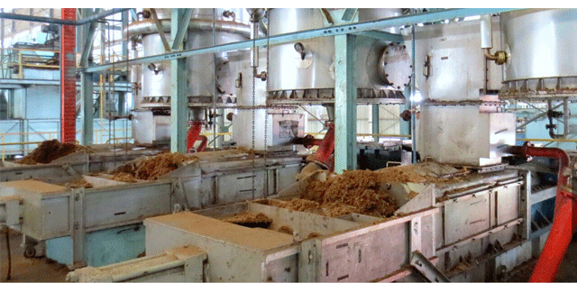 palm oil extraction