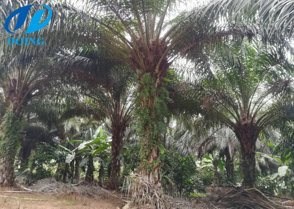 palm fruit in Uganda