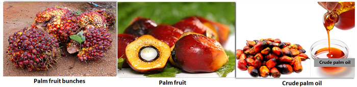 Palm oil in Nigeria.jpg