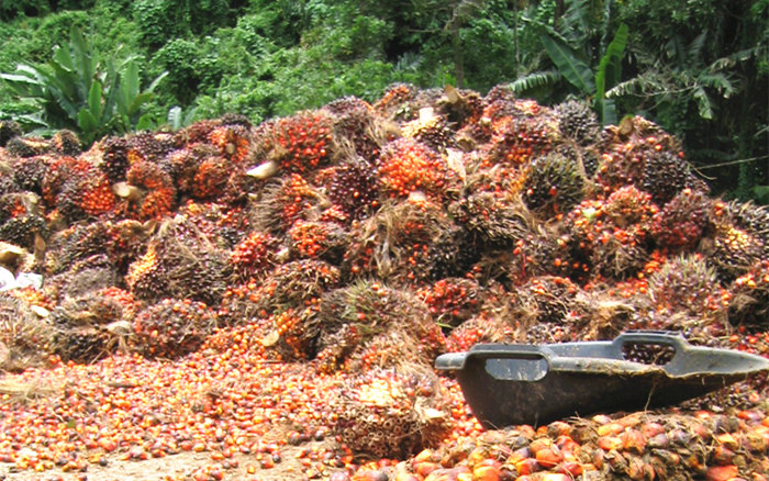 The picture of palm fruits plantation.jpg