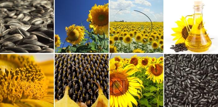 Sunflower seeds and sunflower oil.jpg