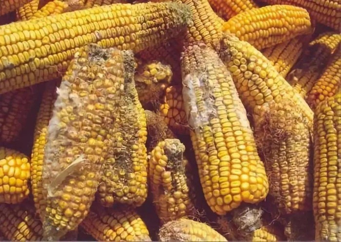 Mold-contaminated corns