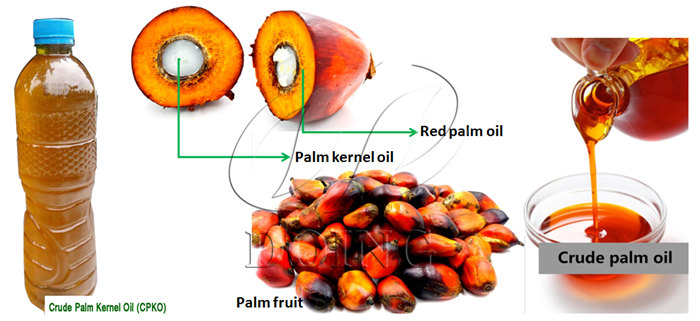 Palm fruit and palm oil