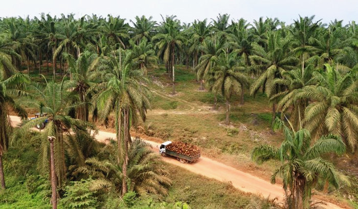 Palm fruit trees