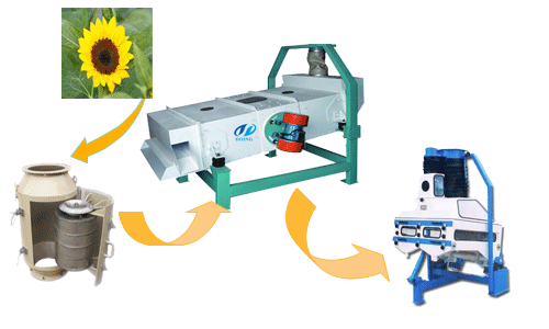 sunflower oil plant